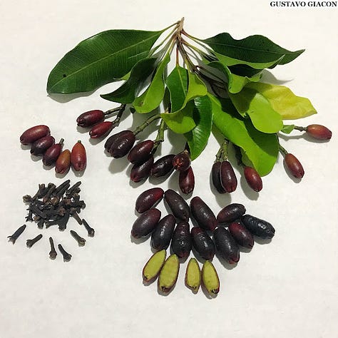Botão floral e frutos do cravo da Índia (Syzygium aromaticum); Casca de Cinnamomum sp.; Ilustração de Piper nigrum.