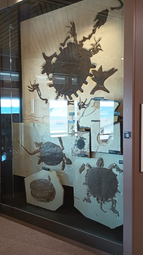glass cases with fossils