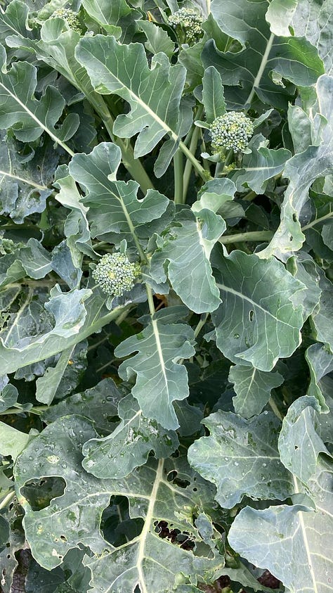 A variety of crops from the community garden