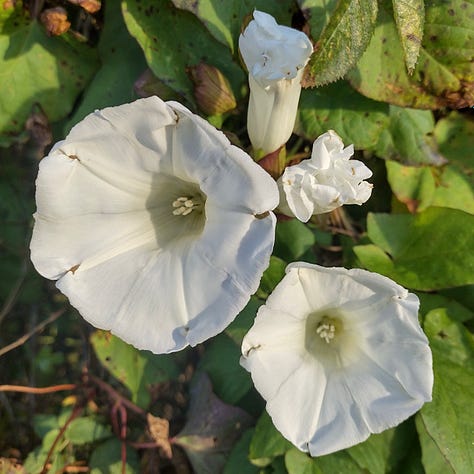 White, trumpet shaped bindweed flowers. Grasses, dried, straw coloured against red twigs of a hawthorn hedge. Bright chartreuse and peridot tones in the sulphurous lichen encrusted on twigs in a hedge