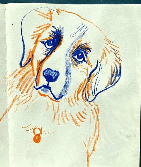 Hand drawn sketches of dogs