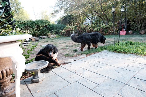 Photos of a dog and cats