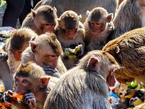 Lopburi monkeys