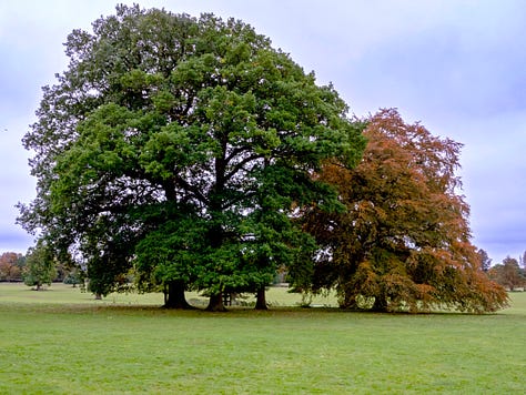 A group of five trees in a park, photographed in spring, autumn and winter.