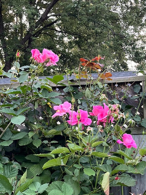 August roses and a white dahlia