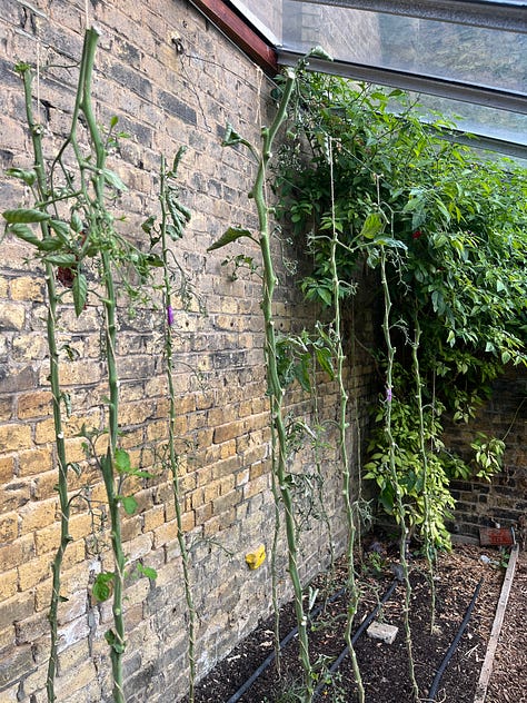 1. Heavily thinned tomato stems in the glasshouse; 2. Glasshouse once tomatoes had been removed and twine hung up until May; 3. The freshly topdressed and wood chipped polytunnel, with exceptionally slow-growing aubergine in the back.