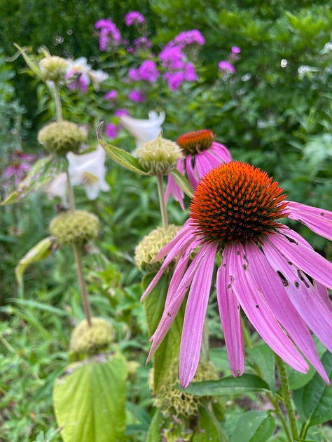 Flowers in the Cottage Garden: Echinacea, Euphorbia myrsinites, Clary sage, Geranium 'Ann Folkard', yellow lily 'Honeymoon', Echinops, Euphorbia donnii with Lilium regale, Eutrochium, one of the few Hemerocallis at Havenwood, H. 'Nosferatu'