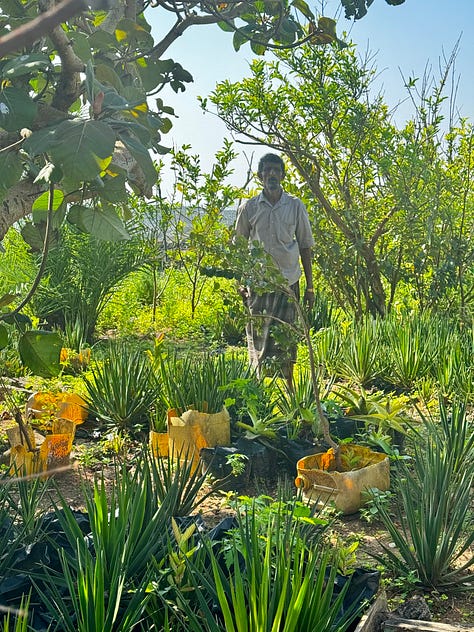 Dragon's Blood Tree nursery