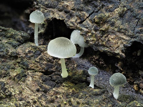 Mycena subcyanocephala