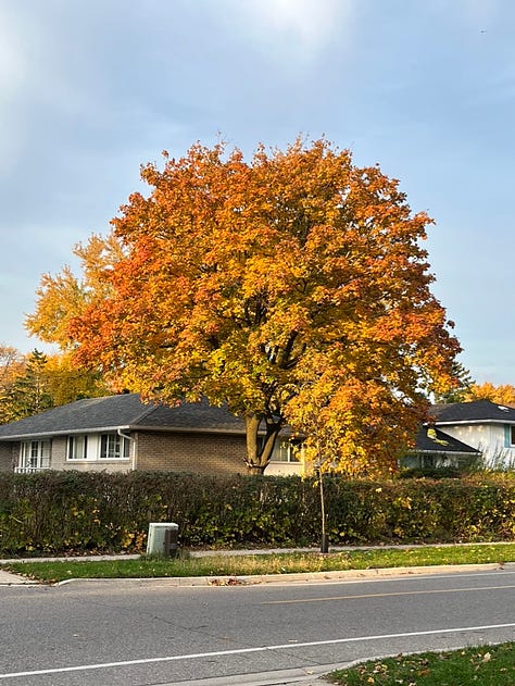 Fall foliage in my garden and neighbourhood