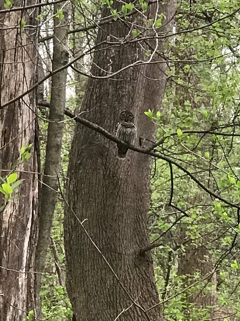 An owl family