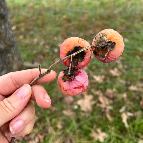 Three images show highlights from Nicole's recent persimmon picking adventure. The first image shows her hand curled around a branch with three ripe persimmons still attached. The second image shows a cluster of orange-red persimmons hanging on a tree branch, just begging to be picked. The final image shows four persimmons that have fallen to the ground, looking somewhat wrinkly but very much still in harvestable condition.