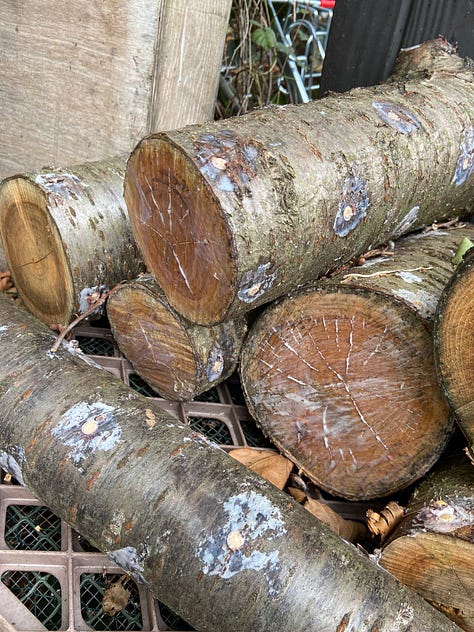 1. Cob oven repairs have been completed; 2. More logs were inoculated with shiitake spores during an external practitioner's workshop held in our space; 3. Horseradish taking up space.