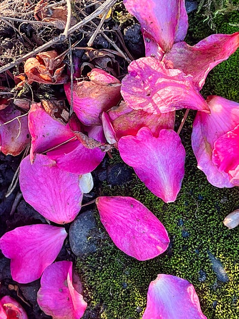 A gallery of colorful flowers, berries, and plants in every shade of the rainbow