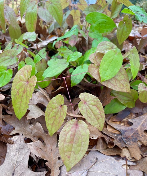 Woodland plants that stay green for winter: Autumn fern, Cyclamen hederifolium, Epimedium, Christmas fern and Wood Spurge, native Wood Sedge. 