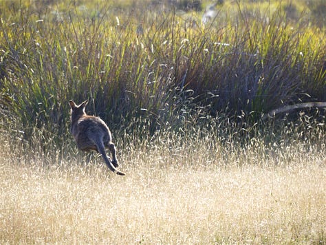 pics of a Wallaby in long grass