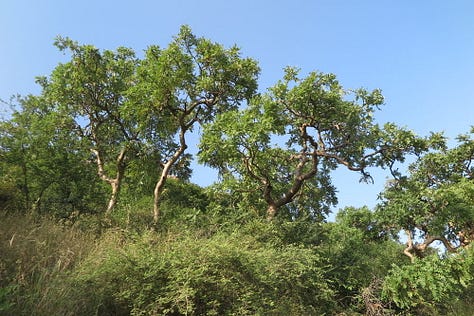 3 different species of Frankincense trees 