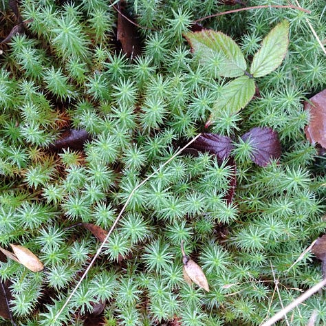 Three pictures of spike things - a spike of gorse with a cluster of bright yellow flowers at the top. A close up of a patch of green star moss, a close up of the spikes on a branch of gorse.