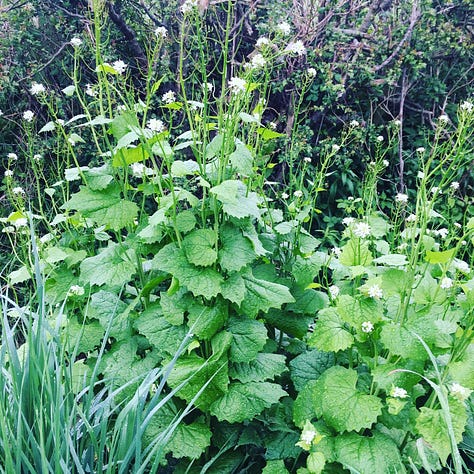 Images of Garlic Mustard from the art studio, Edward Step's book and the hedgerow