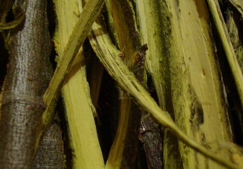 Violet willow bark, stems and pollard