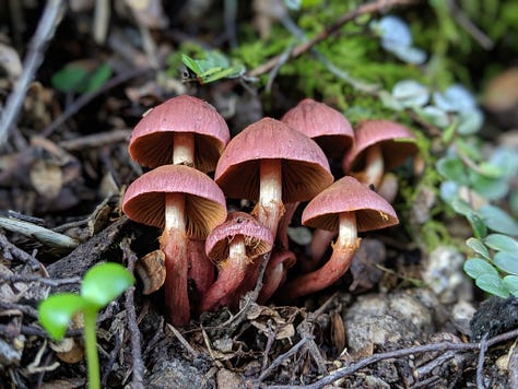 Purple Pouch Fungus (Cortinarius sp.), Russula, Scarlet Pouch Fungus (Leratiomyces erythrocephalus), Cortinarius olorinatus, Ochre Jelly Club (Leotia lubrica), Armillaria limonea, Psilocybe subaeruginosa, Cortinarius cardinalis, Austroboletus novae-zelandiae