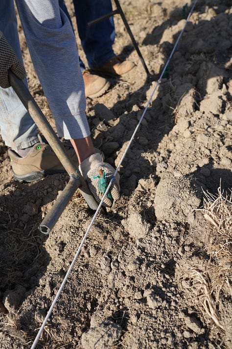 planting vineyards in Sardinia