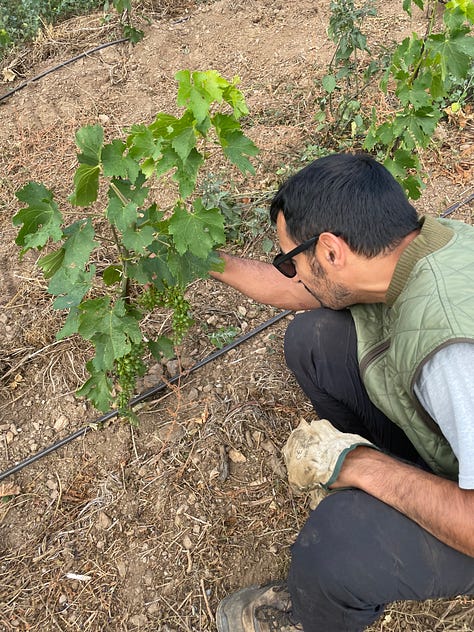 clearing rocks in the vineyard vines are growing