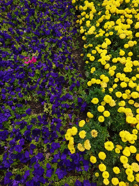 Flower beds, Sony Xperia Pro-I