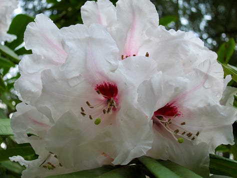 Blooming rhododendrons in whites, pinks, and lavender cream.