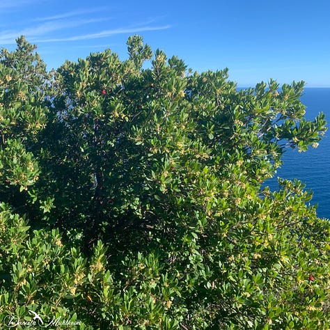 strawberry tree with view of the ocean