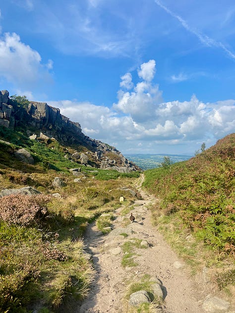 Three images of Ilkley Moor against a blue autumn sky. Rock valley, a large tree in orange and bright greens next to the water and bella a yellow labrador in amongst the grasses and ferns