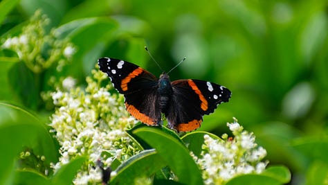 a monarch butterfly resting on a flowering plant with its wings fully spread | two bees pollinating a bird of paradise | a blooming country rose | a spider capturing a bee in its web