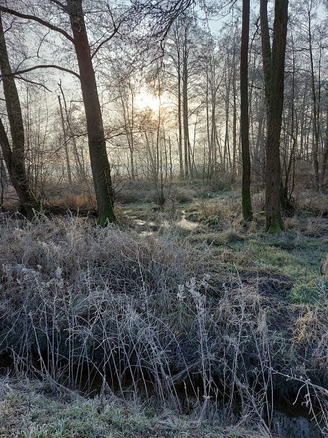 Sun shining barely through winter trees