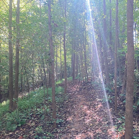 sunlight through the woods; a bench by a stream; looking up at trees