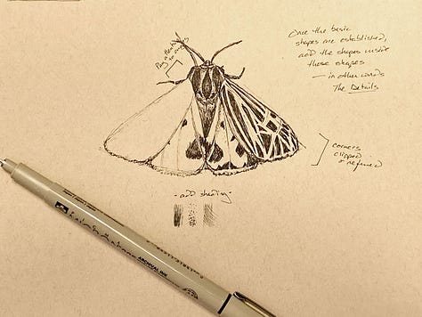 the stages of drawing a moth