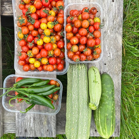 1. a glut of cherry tomatoes, chilli & courgette. 2. 2 aubergines growing on a plant. 3. chunky, funky colourful necklace & earrings