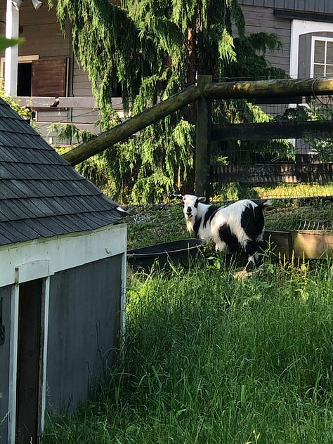 three images: 1) chickens in a barnyard, 2) a goat next to a fence, 3) another goat next to the goat house