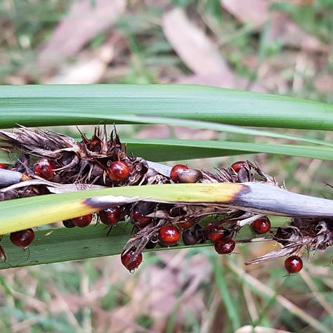 Photos of Australian native Flora and Fauna