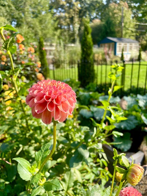 Four dahlias varieties still going strong. Center here is Snoho Doris and on the right is David Howard. The key for dahlias for me is to make sure that I give them continuous water throughout the season. When they sit dry, they do not bloom. It is easier to do this in the productive garden.