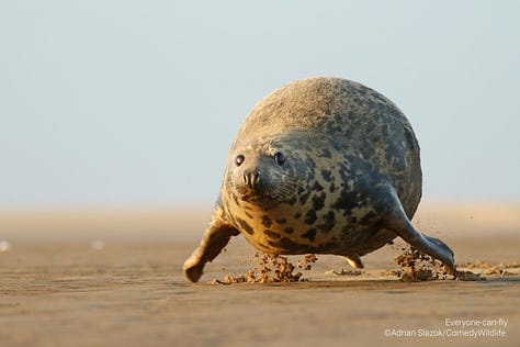 Comedy Wildlife Photography Awards 2023