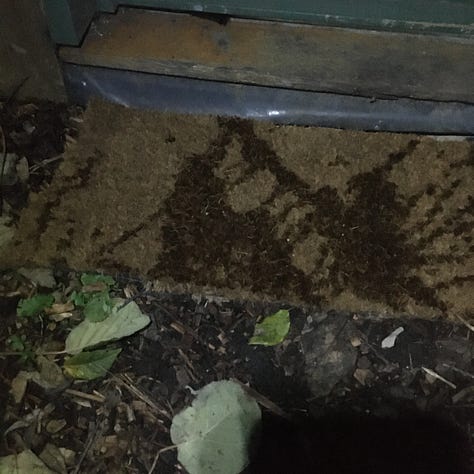 An under-stairs cupboard, with its own set of stairs, being cleaned out like something from a horror film; Green matting used to improve the entrance to the glasshouse; Jute matting salvaged from the skip for the staff room entrance.