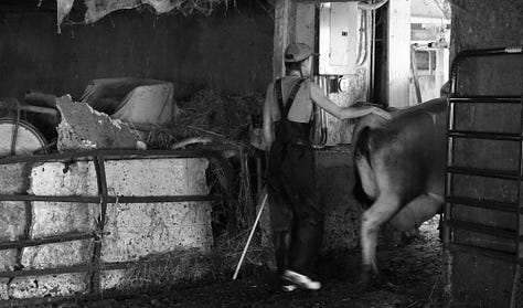 A gallery of photos of wiry woman farmer walking with her cows, bending over to pick something up as they enter the woods, coming into the barn, helping into the milking parlor, a sideshot of the farmer, her hand on one of the cows, sitting down to milk... all black and white