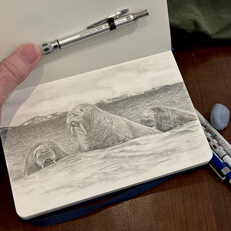 A walrus in pencil, as well as a blue jay, hawk, pika, betta fish and a couple of owls.