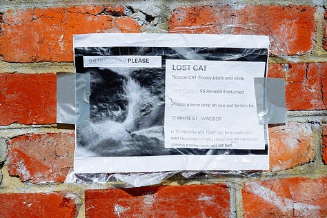 many photos of missing cat signs in different places.