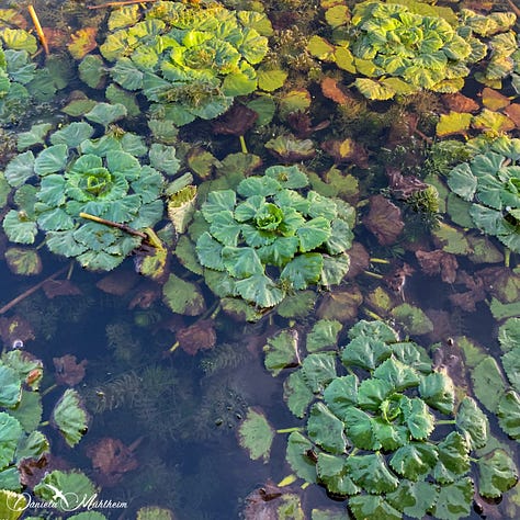 Water plants and a frog