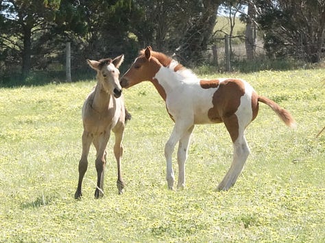 These great photos were taken by Teresa Thomson Jack. Great time-wasting watching foals.