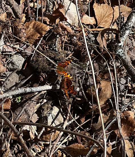 Three photos of butterflies in varying patterns of brown, red, orange, black, and white. I'm not sure of their names, though I think the middle, which is on my hand, is a painted lady or similar.