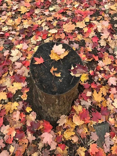 forest photos from Chelsea in the autumn