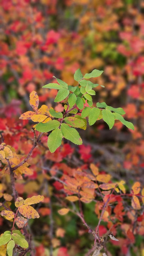 Fall foliage on the trail head to Dog Lake, Alberta