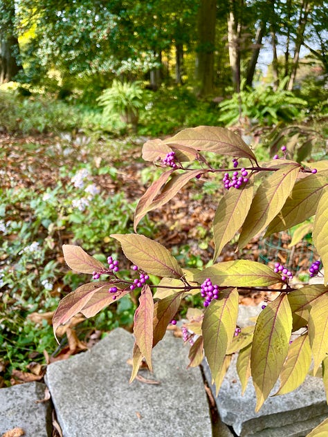 Viburnum mariesii, Aralia 'Sun King; and Beautyberry (Callicarpa) near the Daffodil Dell.